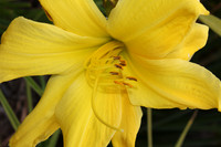 Yellow Daffodil