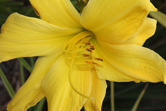 Yellow Daffodil