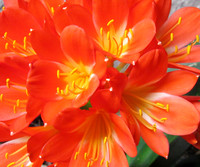 Reddish Orange