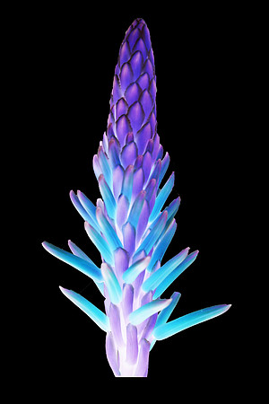 Lavender Blue