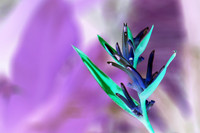 Thai Flora Lavender 1