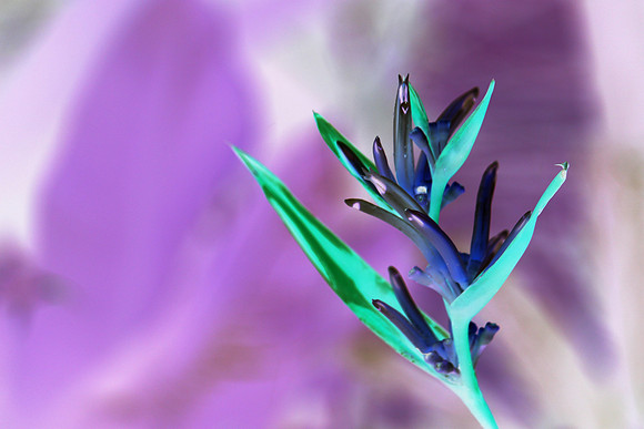 Thai Flora Lavender 1