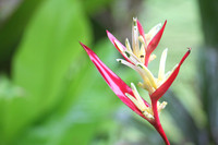 Thai Flora