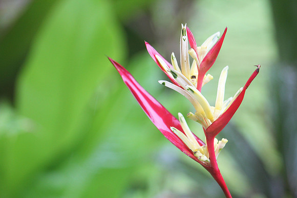 Thai Flora