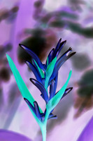 Thai Flora Lavender 3