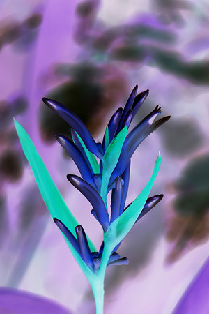 Thai Flora Lavender 3