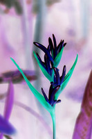 Thai Flora Lavender 2