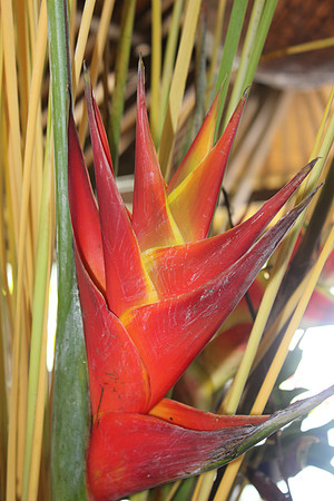 Bali Surprise