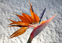 Birds of Paradise 1