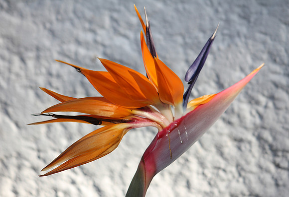 Birds of Paradise 1