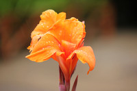 Seychelles Orange Flora 1