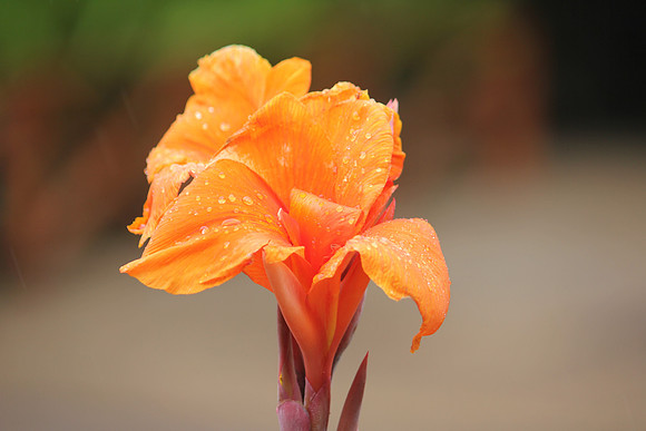 Seychelles Orange Flora 1