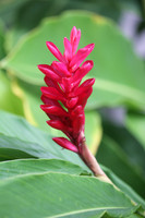 Thai Flora Red 2