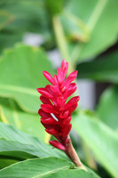 Thai Flora Red 1