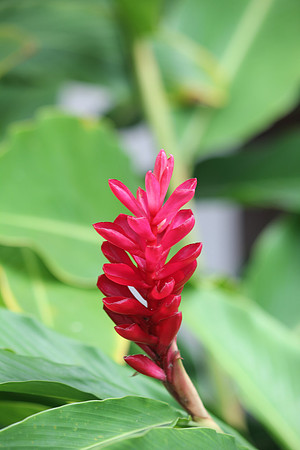 Thai Flora Red 1