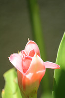 Seychelles Pink Flora