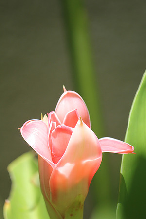 Seychelles Pink Flora