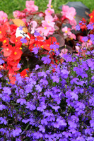 Red & Lavender Flora