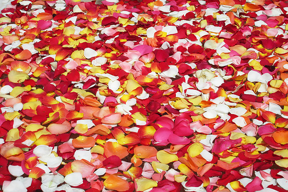 Rose Petals
