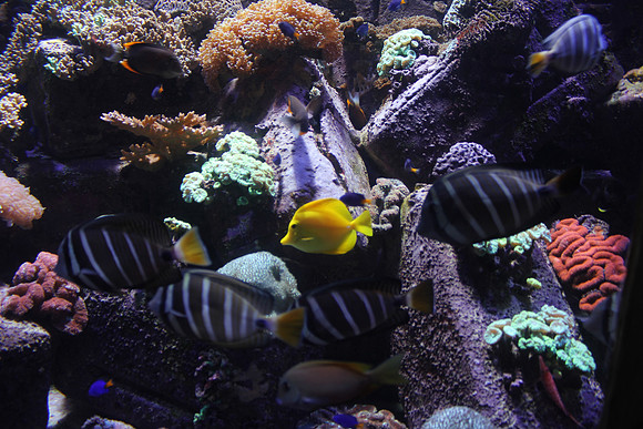 Dubai's Undersea World 1