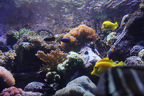 Dubai's Undersea World 2