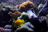 Dubai's Undersea World 4 *