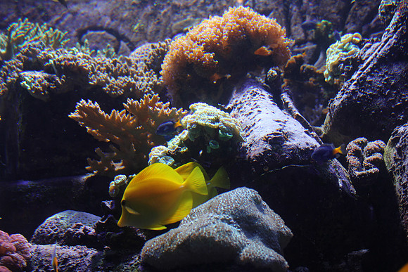 Dubai's Undersea World 4 *