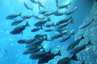Dubai's Flock of Fish *