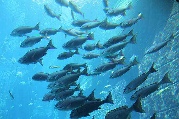 Dubai's Flock of Fish *