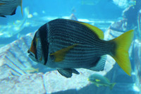 Dubai's Exotic Fish 4 *