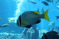 Dubai's Exotic Fish 5