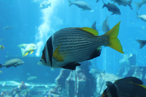 Dubai's Exotic Fish 5