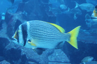 Dubai's Exotic Fish 1