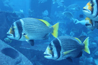 Dubai's Exotic Fish 2