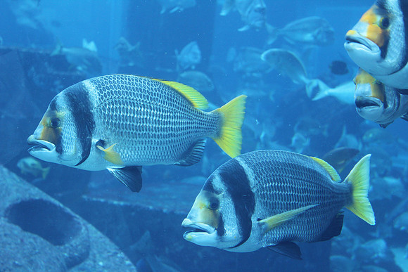 Dubai's Exotic Fish 2