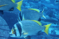 Dubai's Exotic Fish 3