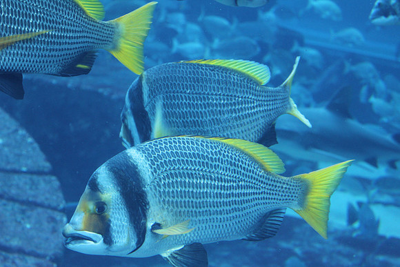 Dubai's Exotic Fish 3