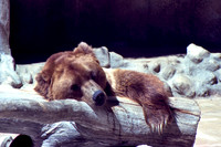 Cuddles *