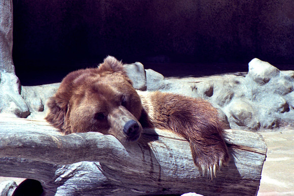 Cuddles *