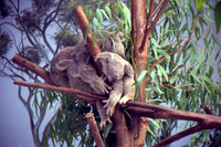 Koala Love *