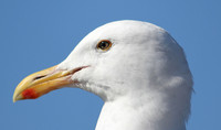 Beak