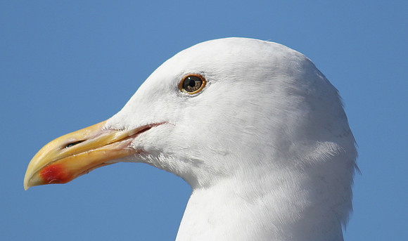 Beak
