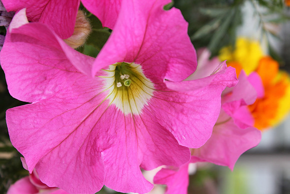 Pink Flower