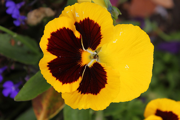 Yellow-Brown Flower
