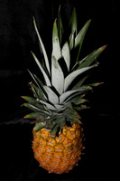 Pineapple - Small