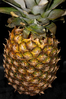 Pineapple - close
