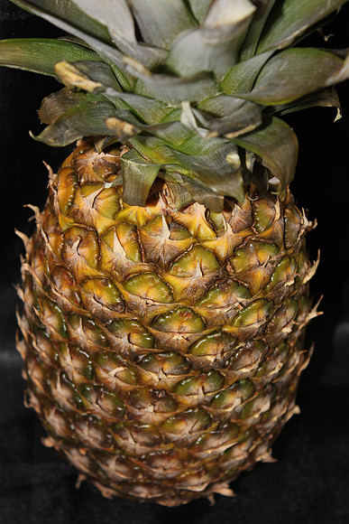 Pineapple - close