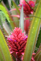 Seychelles Red Blossum