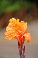 Seychelles Orange Flora 2