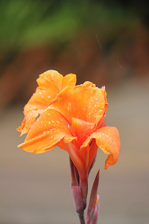 Seychelles Orange Flora 2